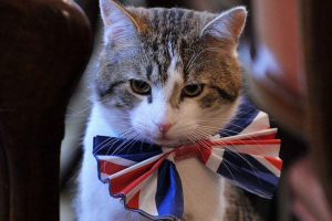 Kto zapłaci za główną ulicę cat